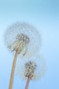 Beautiful dandelion flowers sky blue background, vintage card, macro. Royalty Free Stock Photo