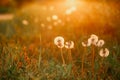 Beautiful dandelion flowers in spring in a field close-up in the golden rays of the sun. Fluffy dandelions glow in the rays of Royalty Free Stock Photo