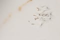 Beautiful dandelion fluff on white marble, Card with copy space for text. Top view, flatlay Royalty Free Stock Photo