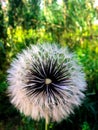 Beautiful dandelion Royalty Free Stock Photo