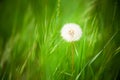 Beautiful dandelion with green grass background