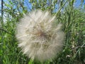 Beautiful dandelion large size waiting the air to travel