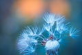 Beautiful dandelion macro view, seeds. Violet and blue colors. Artistic nature closeup, blurred foliage Royalty Free Stock Photo