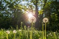 Beautiful dandelion meadow with sun flare