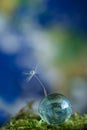 Dandelion seed on water drop flower background Royalty Free Stock Photo