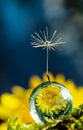 Dandelion seed on water drop flower background Royalty Free Stock Photo