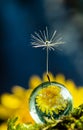 Dandelion seed on water drop flower background Royalty Free Stock Photo