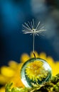 Dandelion seed on water drop flower background Royalty Free Stock Photo