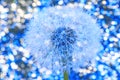 Beautiful white dandelion with seeds on bokeh blue background. Close-u Royalty Free Stock Photo