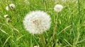 Beautiful dandelion in south west germany Royalty Free Stock Photo