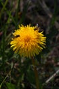Beautiful dandelion with wasps in macro. Wasps pollinate a dandelion. Dangerous insects. Yellow flower and wasp