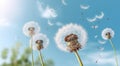 Beautiful dandelions and flying seeds in blue sky on sunny day, Generative AI