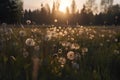 Beautiful dandelions in the meadow at sunset. Toned.