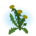 Beautiful dandelions. Vector illustration. Plants and flowers.