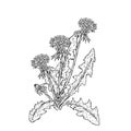 Beautiful dandelions. Vector illustration. Plants and flowers.