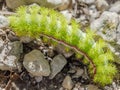 A beautiful but dangerous Io moth caterpillar