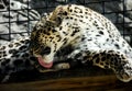 Wallpaper of closeup of wild leopard lying on a wooden board at the zoo, portrait of predator feline in a cage Royalty Free Stock Photo