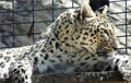 Wallpaper of closeup of wild leopard lying on a wooden board at the zoo, portrait of predator feline in a cage Royalty Free Stock Photo