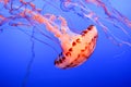 The Beautiful and Dangerous Ocean Elf Violet Jellyfish