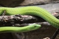 beautiful dangerous snake silent stealth reptile venom