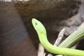 Beautiful dangerous snake silent stealth reptile venom Royalty Free Stock Photo