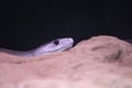 Beautiful dangerous snake silent stealth reptile venom