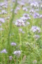 The beautiful Danish summer field Royalty Free Stock Photo