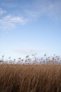 The beautiful Danish winter landscape Royalty Free Stock Photo