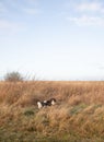 The beautiful Danish winter landscape Royalty Free Stock Photo