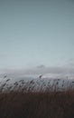 The beautiful Danish winter landscape Royalty Free Stock Photo