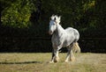 Beautiful dapple grey horse running on the field Royalty Free Stock Photo