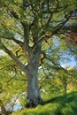 Evening Light on Peaceful Old Beech Tree on the Banks of the River Annan, Dumfries and Galloway, Scotland, Great Britain