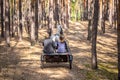 Beautiful dappled-grey horse harnessed by sulky cart with three riders going fast through autumn forest on a dust rural toad, back Royalty Free Stock Photo