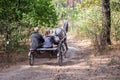 Beautiful dappled-grey horse harnessed by sulky cart with three riders going fast through autumn forest on a dust rural toad, back