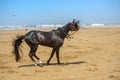 beautiful dark arabian stallion galloping Royalty Free Stock Photo