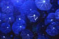 Beautiful dark background of nasturtium leaves in blue Royalty Free Stock Photo
