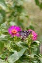 Beautiful Dark Blue Tiger butterfly is collecting nectar from common Zinnia flower in nature, with blurred background Selective Royalty Free Stock Photo