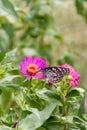 Beautiful Dark Blue Tiger butterfly is collecting nectar from common Zinnia flower in nature, with blurred background Selective Royalty Free Stock Photo