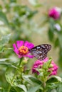 Beautiful Dark Blue Tiger butterfly is collecting nectar from common Zinnia flower in nature, with blurred background Selective Royalty Free Stock Photo