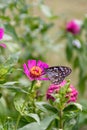 Beautiful Dark Blue Tiger butterfly is collecting nectar from common Zinnia flower in nature, with blurred background Selective Royalty Free Stock Photo