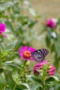 Beautiful Dark Blue Tiger butterfly is collecting nectar from common Zinnia flower in nature, with blurred background Selective Royalty Free Stock Photo