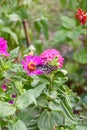 Beautiful Dark Blue Tiger butterfly is collecting nectar from common Zinnia flower in nature, with blurred background Selective Royalty Free Stock Photo