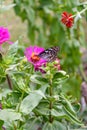 Beautiful Dark Blue Tiger butterfly is collecting nectar from common Zinnia flower in nature, with blurred background Selective Royalty Free Stock Photo