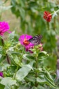 Beautiful Dark Blue Tiger butterfly is collecting nectar from common Zinnia flower in nature, with blurred background Selective Royalty Free Stock Photo