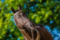 Beautiful dark brown akhal teke horse standing outdoors Royalty Free Stock Photo
