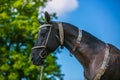 Beautiful dark brown akhal teke horse with decorated silver show halter Royalty Free Stock Photo