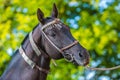Beautiful dark brown akhal teke horse with silver halter Royalty Free Stock Photo