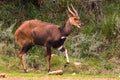 A beautiful dark brown bushbuck antelope in Aberdar Park. Africa