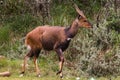 A beautiful dark brown bushbuck antelope. Aberdare Park, Kenya