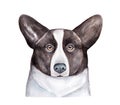 Watercolor illustration of Welsh Corgi Cardigan dog.